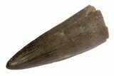 Jurassic Crocodile (Goniopholis?) Tooth - Colorado #162487-1